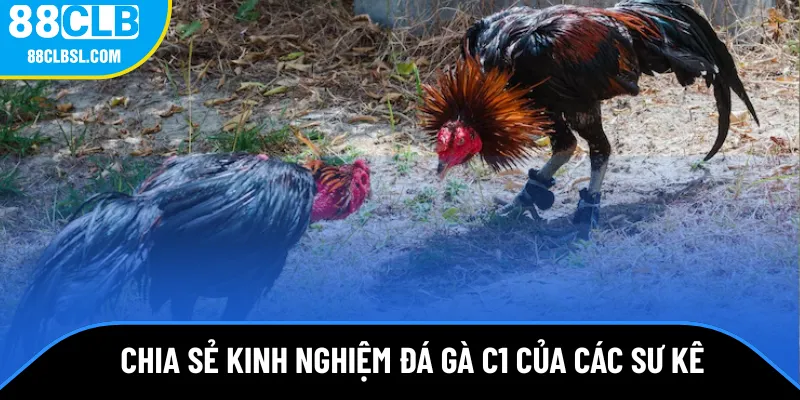 Chia sẻ kinh nghiệm đá gà c1 của các sư kê