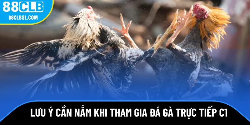Lưu ý khi tham gia đá gà trực tiếp c1 hiệu quả nhất